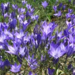 Triteleia laxa /100b — photo 3