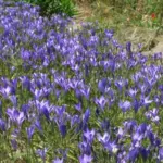 Triteleia laxa /100b — laxa