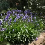 Hyacinthoides hispanica ‘Spanish Bluebell’ /10