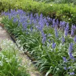 Hyacinthoides hispanica ‘Spanish Bluebell’ /10 — hispanica