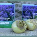 Scilla peruviana ‘Grand Bleu’ (Emballage cadeau)