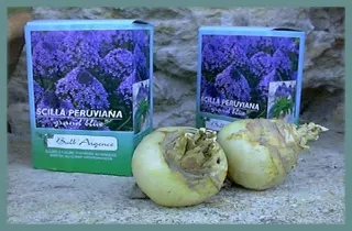 Scilla peruviana ‘Grand Bleu’ (Emballage cadeau)