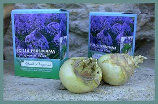 Scilla peruviana &lsquo;Grand Bleu&rsquo; (Emballage cadeau)