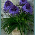 Scilla peruviana &lsquo;Grand Bleu&rsquo; (Emballage cadeau) — photo 4