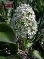 Scilla peruviana Argencio (très dense)