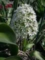 Scilla peruviana Argencio (très dense)