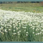 Allium tuberosum /100 — tuberosum