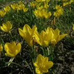Sternbergia lutea (type)