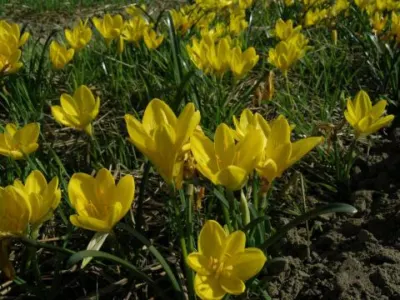 Sternbergia lutea (type)