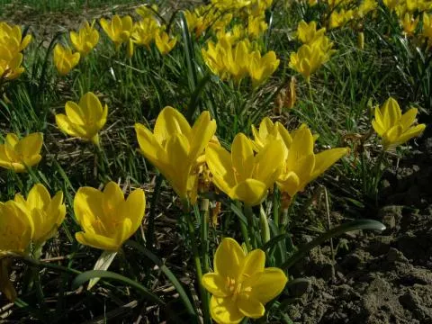 Sternbergia lutea (type)