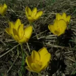 Sternbergia lutea (type) — sternbergia