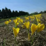 Sternbergia lutea (type) — lutea