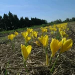 Sternbergia lutea ssp angustifolia — photo 3