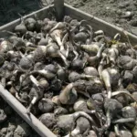 Sternbergia lutea (type) — angustifolia