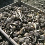 Sternbergia lutea ssp angustifolia — photo 4