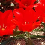 Tulipa vvedenskyi