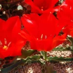 Tulipa vvedenskyi