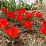 Tulipa vvedenskyi — TULIPA