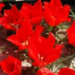 Tulipa vvedenskyi — vvedenskyi