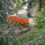 Tulipa vvedenskyi — photo 4