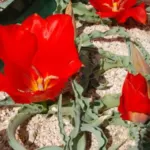 Tulipa vvedenskyi — photo 5
