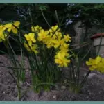 Narcissus jonquilla (/100b)