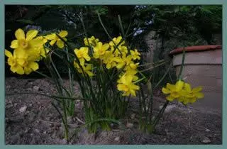 Narcissus jonquilla (/100b)