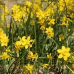 Narcissus jonquilla (/100b) — photo 2