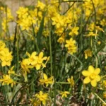 Narcissus jonquilla (/100b) — photo 2