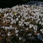 Cyclamen hederifolium album /100
