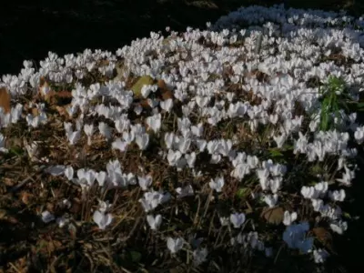 Cyclamen hederifolium album /100