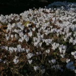 Cyclamen hederifolium album /100