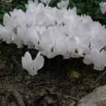 Cyclamen hederifolium album /100 — photo 2