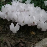 Cyclamen hederifolium album /100 — photo 2