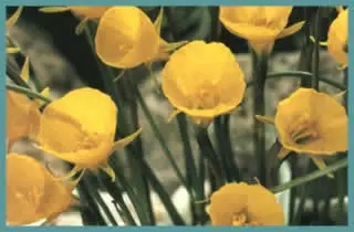 Narcissus bulbocodium &lsquo;Conspicuus&rsquo;