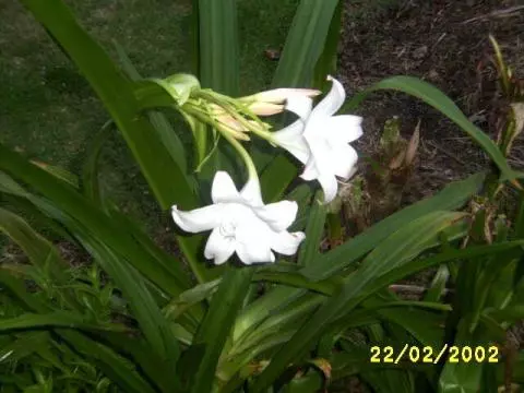 Crinum yemense alba
