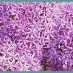 Allium ‘Globemaster’