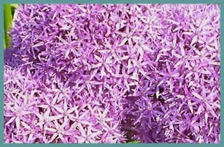 Allium ‘Globemaster’