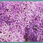 Allium ‘Globemaster’