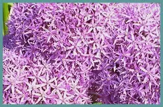 Allium ‘Globemaster’