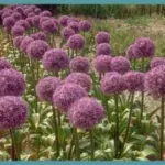 Allium ‘Globemaster’ — globemaster