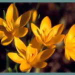 Crocus ancyrensis