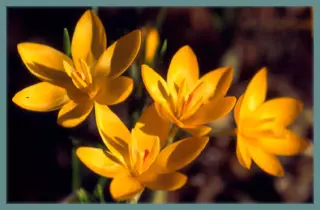 Crocus ancyrensis
