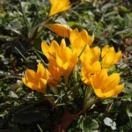 Crocus ancyrensis — bouton dor