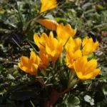 Crocus ancyrensis — bouton dor