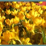 Crocus ancyrensis — golden bunch