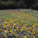 Crocus ancyrensis — Crocus
