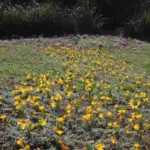 Crocus ancyrensis — Crocus