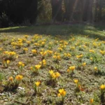 Crocus ancyrensis — ancyrensis