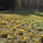Crocus ancyrensis — ancyrensis